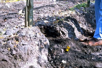 root system far below soil