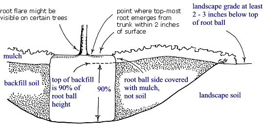 root ball planting illustration
