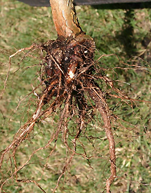 poor gumbo limbo root system