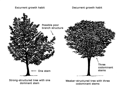 good vs bad tree form