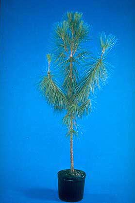 good pine tree form