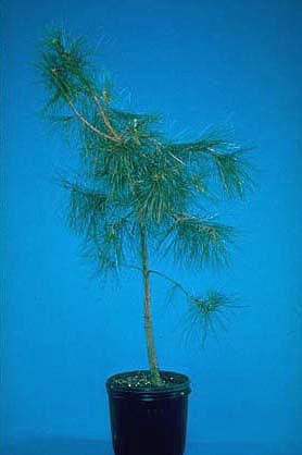 terrible pine tree form