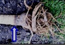 potential girdling root