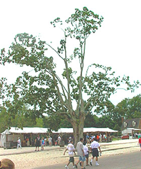 tree with people walking by