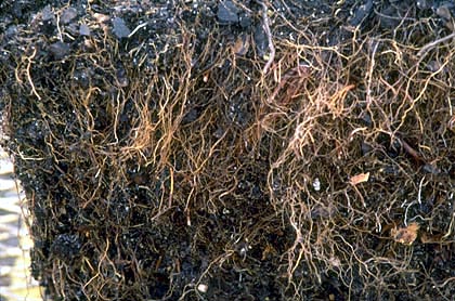 ideal root system