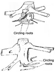 circling roots illustration
