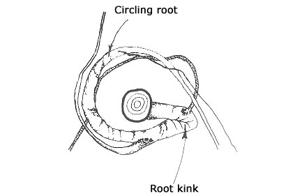 kinked root illustration