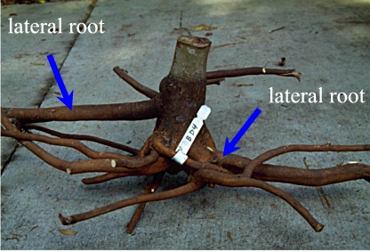 red maple root system