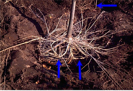 roots from compacted soil