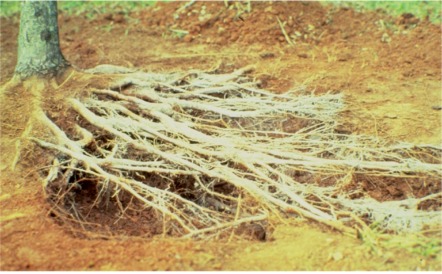 main lateral roots
