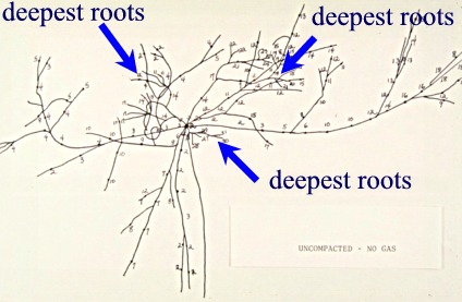 roots in uncompacted soil