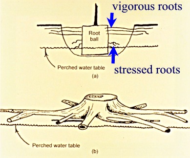 roots in wet soil diagram