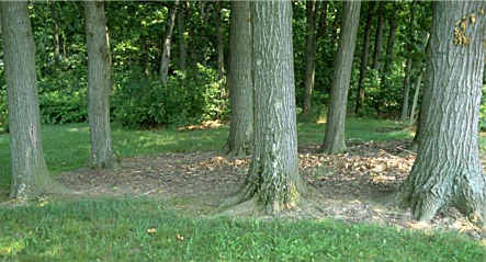 root flare on forest trees