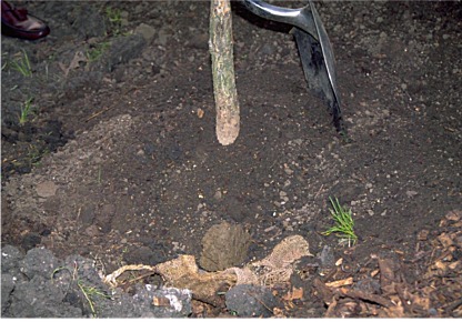 soil over root ball