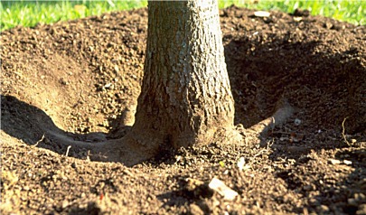 deeply planted tree