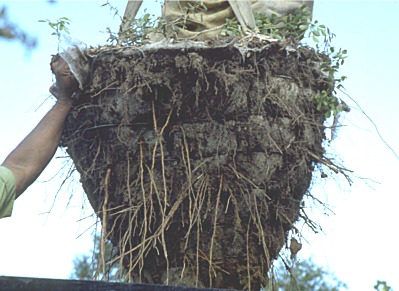 roots growing into landscape soil