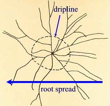 roots spread beyond drip line
