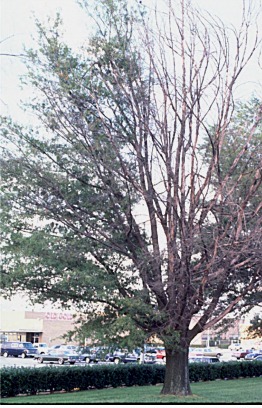 oak dieback from soil sterilant