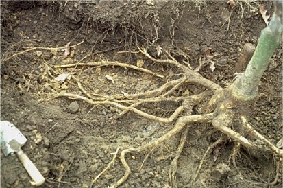 roots exposed