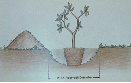 root flare illustration