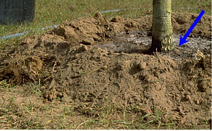 soil berm retains irrigation