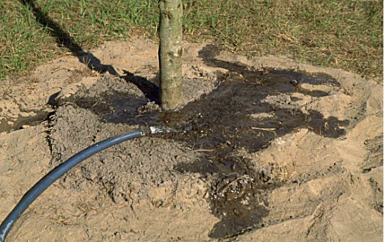 hose irrigation - berm needed