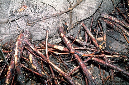 plastic burplap girdles roots