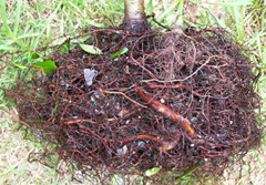 roots circling containers