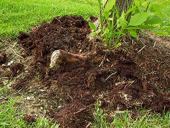 over mulched tree