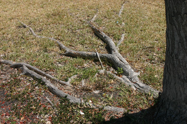surface tree roots