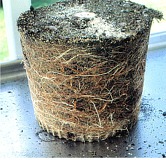 root ball from container grown tree