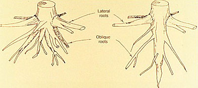 restricted root growth illustration