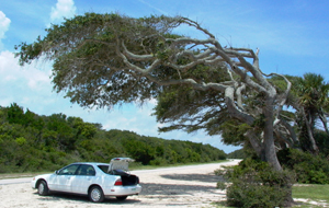 tree and parked car