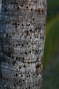 tree with holes