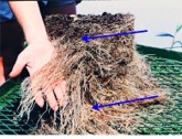remove fabric or plastics around root ball