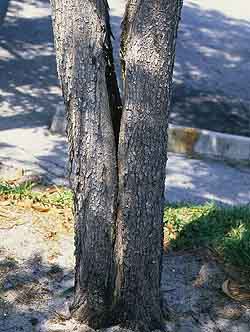 Trunk with bark inclusion