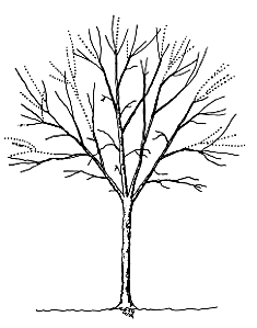 remove indicated branches
