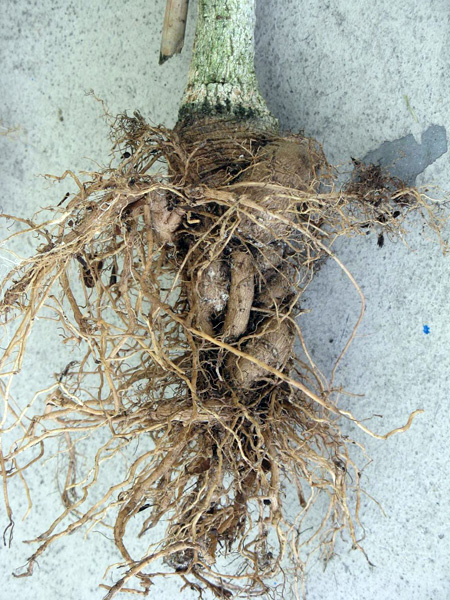 roots from smooth sided container