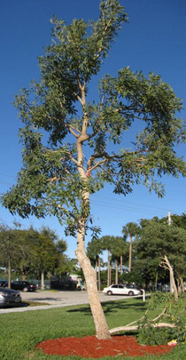 trumpet tree after pruning