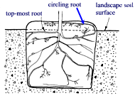 container root diagram