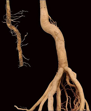 if taproot is cut, then new roots grow just behind pruning site