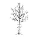 illustration of ideal tree form