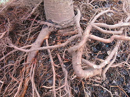 tree with circling roots
