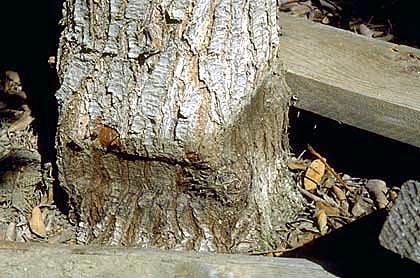 trunk growing around wood support