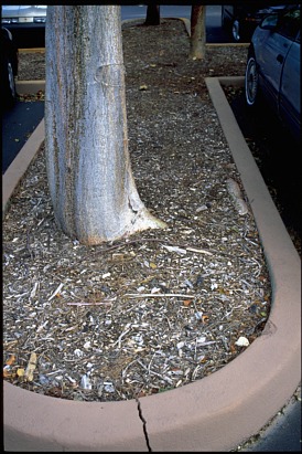 large tree cracking curb
