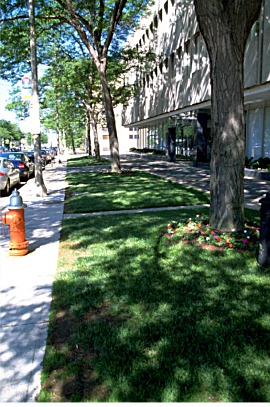 trees planted in large strip of turf