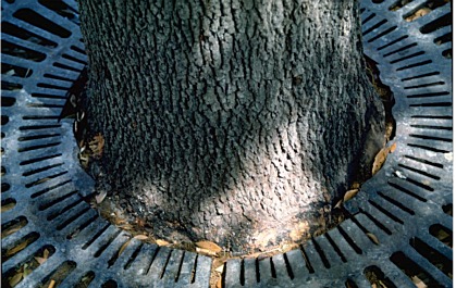 tree with grate around it