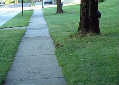 plant trees on side away from curb