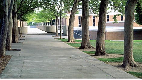 trees against sidewalk