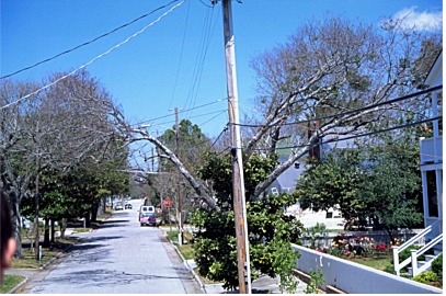 wires near trees